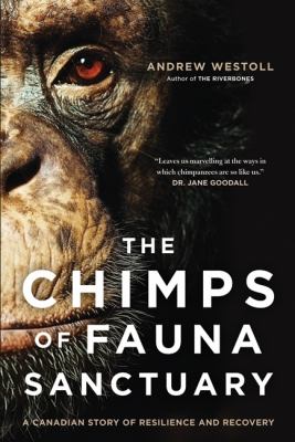 The chimps of Fauna Sanctuary