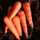 Carrot Red Cored Chantenay [seeds]