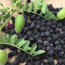Black Kabouli Chickpea [seeds]