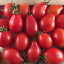 Fiaschetto tomato [seeds]